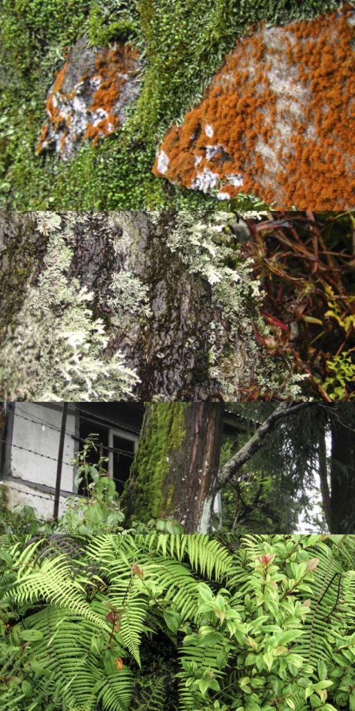 Biodiversity training institute at Sikkim, Architecture Brio