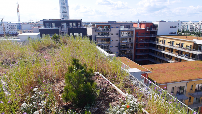 Winged Citizens: Nurturing Avian Life through Thoughtful Urbanism 21