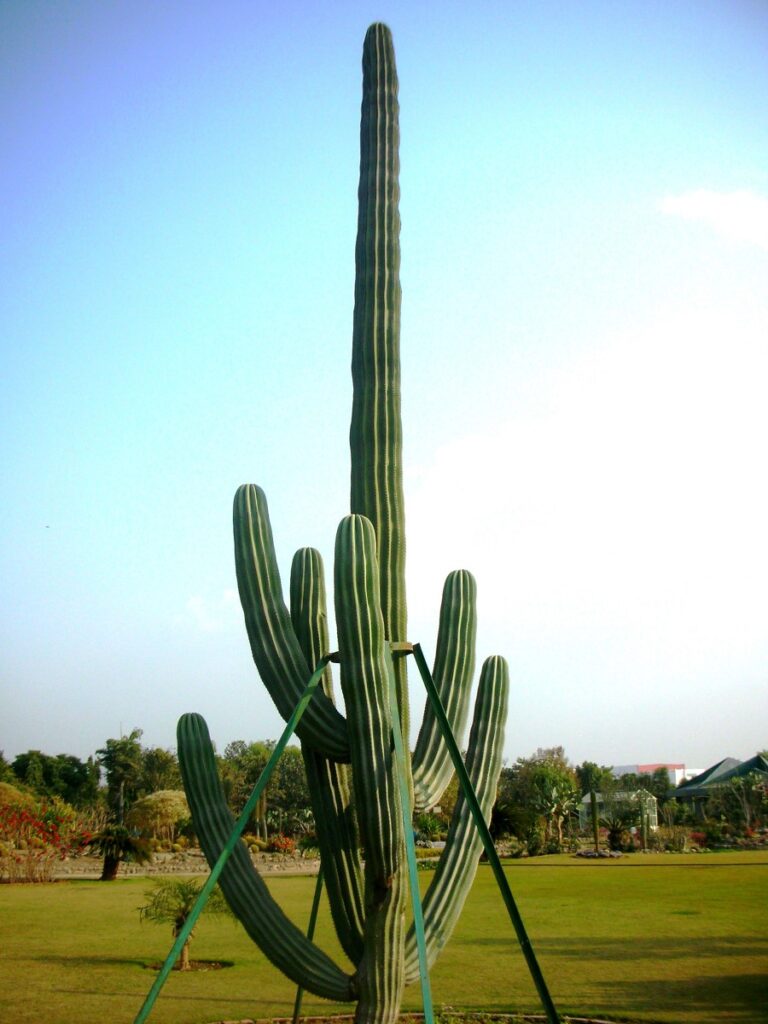 Excellent display of cacti. © Sarbjit Singh Bahga