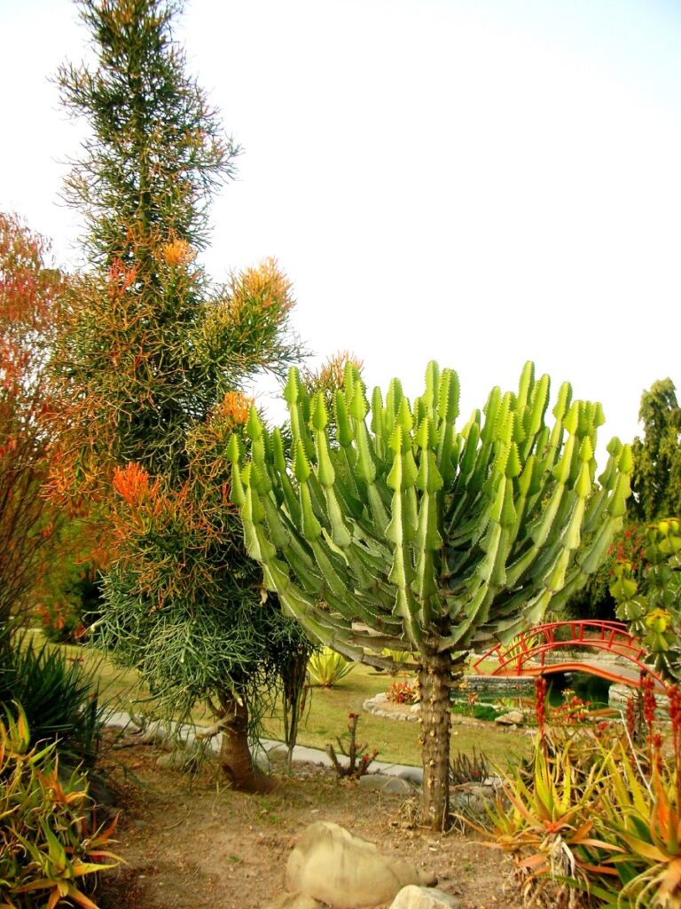 Garden is a Botanical Wonderland. © Sarbjit Singh Bahga