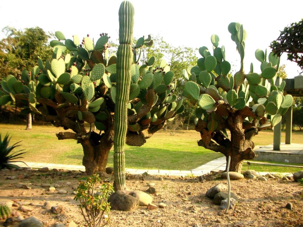 It houses over 3,500 species of cacti and succulents. © Sarbjit Singh Bahga